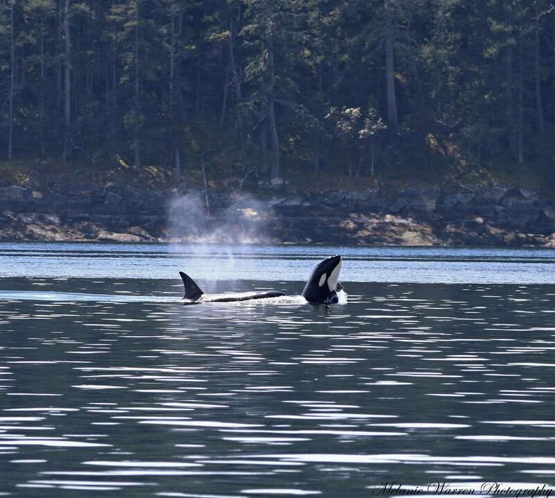 Vancouver, BC: Whale Watching Tour Small Zodiac with Guide - Richmond Check-In and Getting Your Mustang Suit On