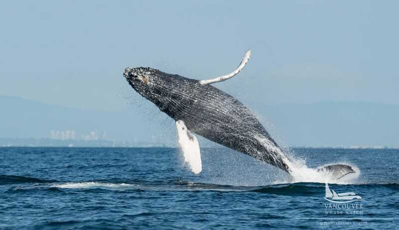 Vancouver, BC: Whale Watching Tour Small Zodiac with Guide - Open-Air Reality: What to Wear and Bring for Pacific Northwest Comfort