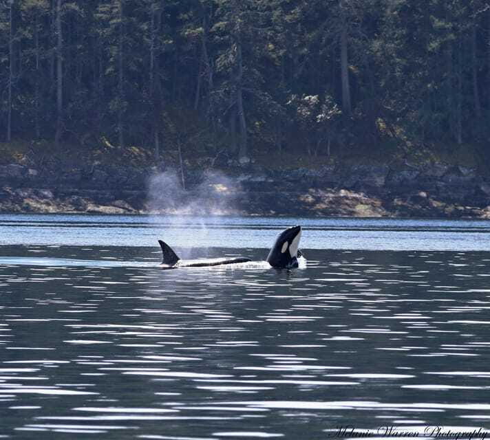 Vancouver, BC: Whale Watching Tour Small Zodiac with Guide - FAQ