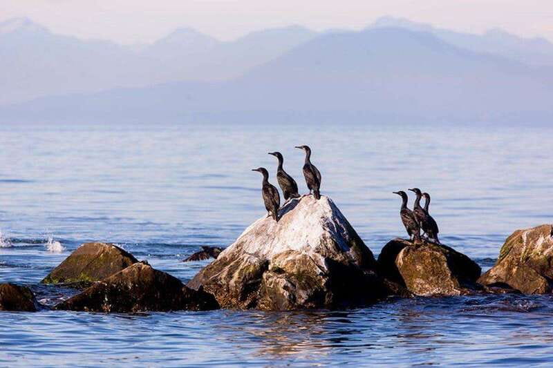 Vancouver, BC: Whale Watching Tour with Guide - Key highlights worth knowing up front