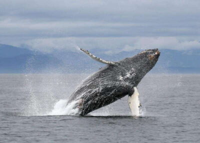Vancouver, BC: Whale Watching Tour with Guide - Meeting in Richmond (Steveston waters) and getting sorted before you cruise