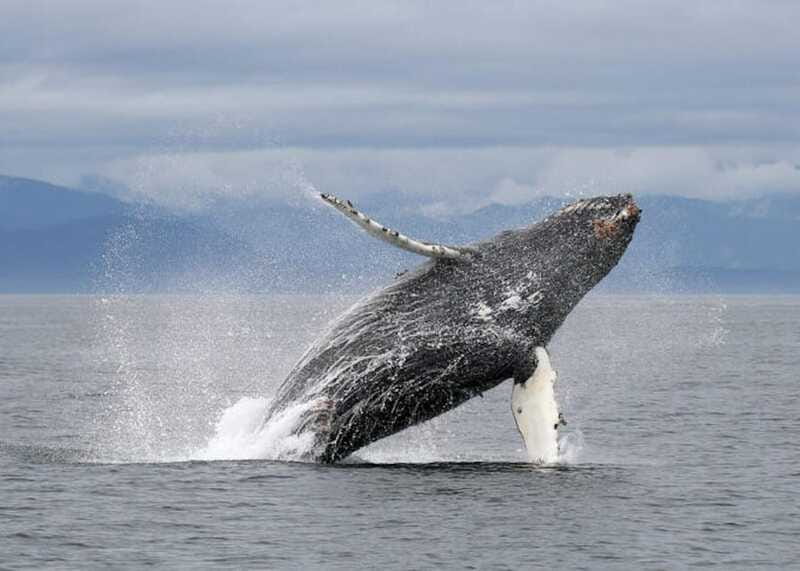 Vancouver, BC: Whale Watching Tour with Guide - Should you book this Vancouver whale watching tour?