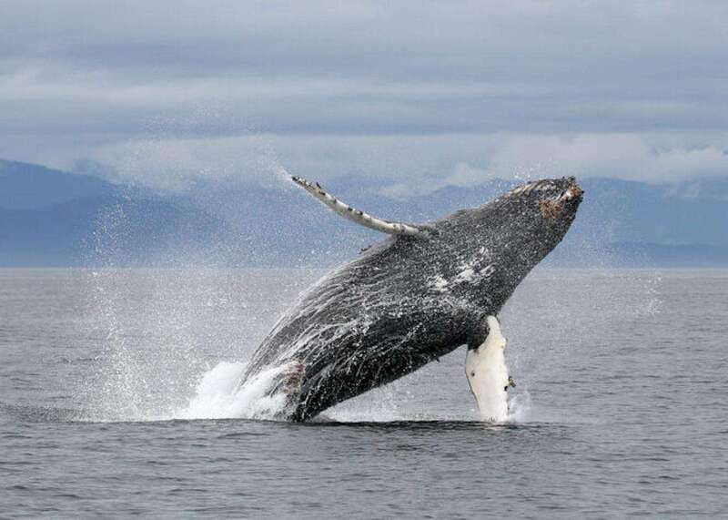 Vancouver, BC: Whale Watching Tour with Guide - Meeting in Richmond (Steveston waters) and getting sorted before you cruise