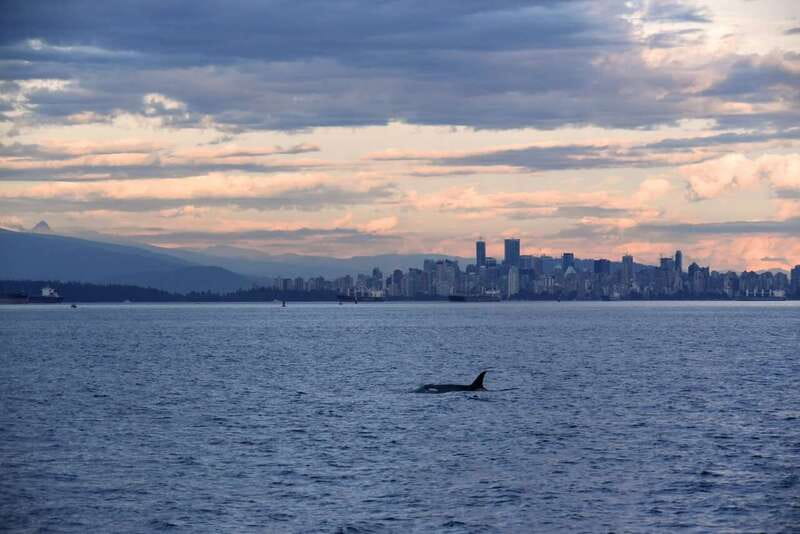 Vancouver: Covered Whale Watching Adventure with Free Photos - What you’re hunting for: orcas, humpbacks, and more off Vancouver