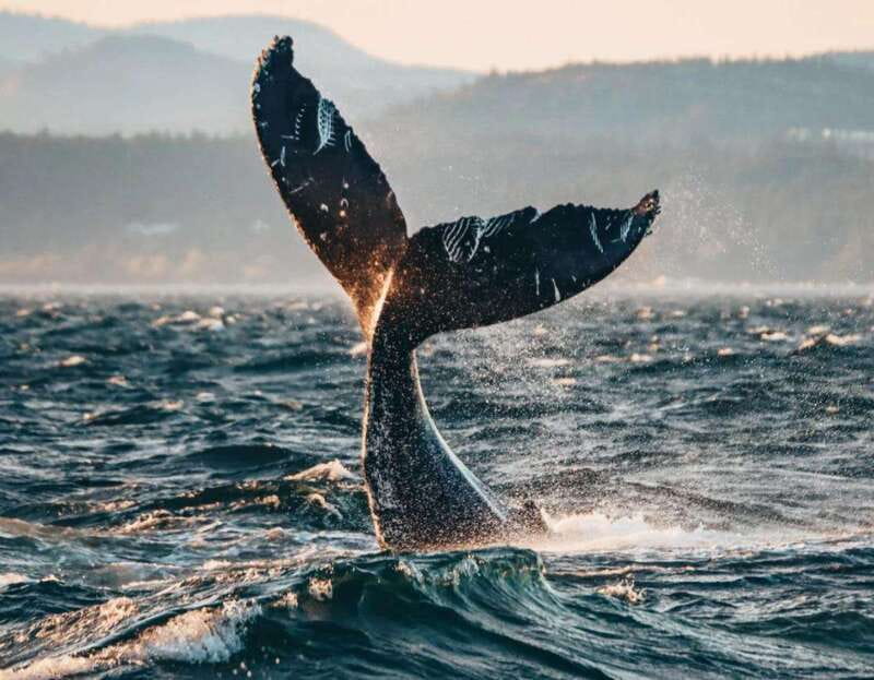 Vancouver: Covered Whale Watching Adventure with Free Photos - Hot drinks, snacks, and the onboard comfort checklist