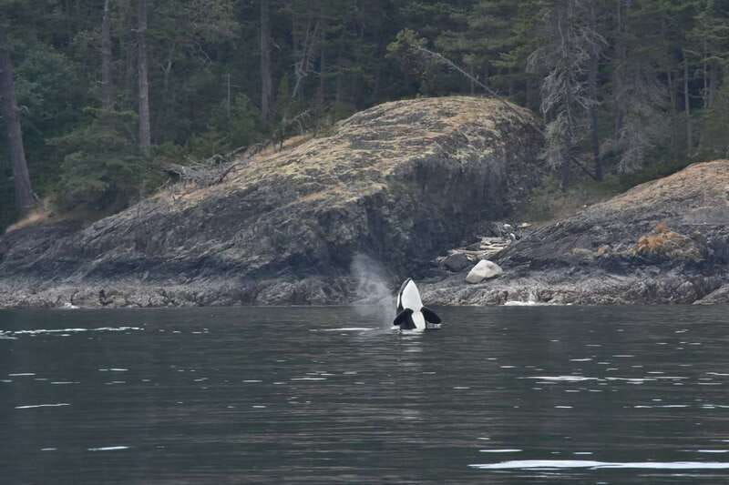 Vancouver: Covered Whale Watching Adventure with Free Photos - Crew energy and the small decisions that raise the odds