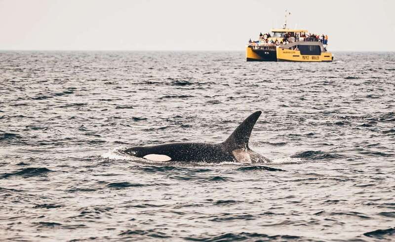 Vancouver: Covered Whale Watching Adventure with Free Photos - The whale lineup: what you can spot and why the hunt feels active