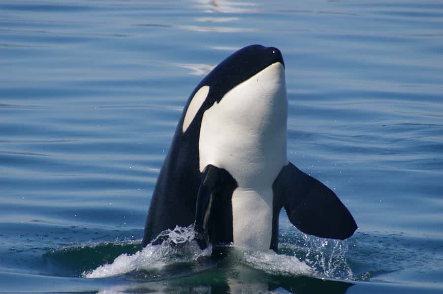 Vancouver: Day Trip to Victoria Seaplane with Whale Watching - Price and value: is $520 per person worth it?