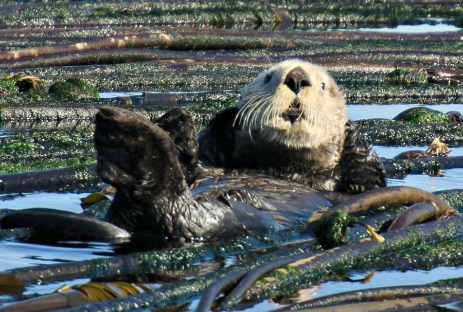 Vancouver: Day Trip to Victoria Seaplane with Whale Watching - Whale watching with Orca Spirit Adventures: Zodiac vs covered boat
