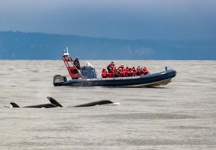 Vancouver: Day Trip to Victoria Seaplane with Whale Watching - The quiet reset: free time in downtown Victoria