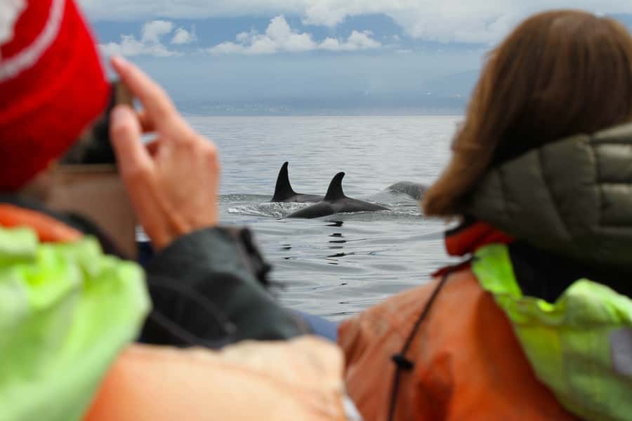 Vancouver: Day Trip to Victoria Seaplane with Whale Watching - Timing that works: why the schedule feels efficient