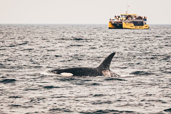 Vancouver Half-Day Whale Watching Adventure with Free Photos - Key highlights that matter in real life
