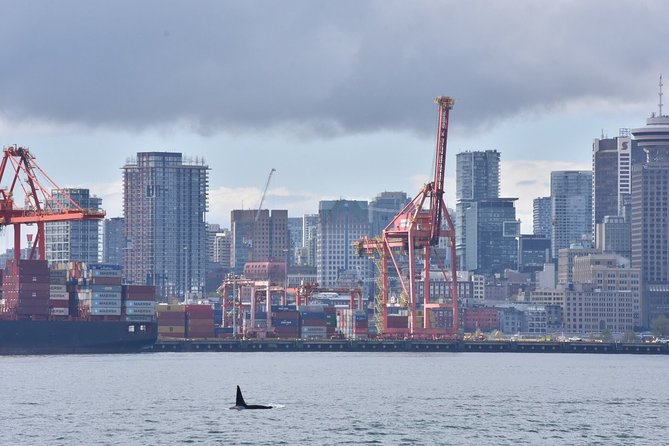 Vancouver Half-Day Whale Watching Adventure with Free Photos - Naturalist Guidance: learning without turning it into a lecture