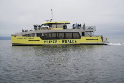 Vancouver Half-Day Whale Watching Adventure with Free Photos - The Wildlife Hunt: how the time actually plays out