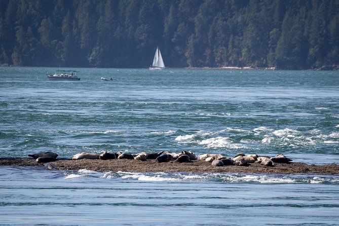 Vancouver Half-Day Whale Watching Adventure with Free Photos - Who this trip is best for (and who might want a different style)