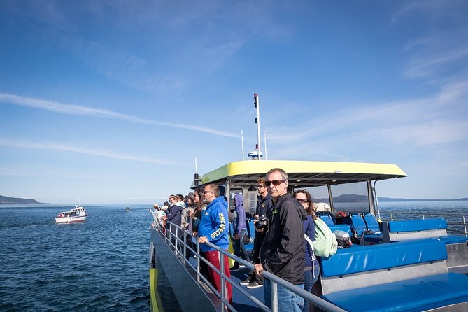 Vancouver Half-Day Whale Watching Adventure with Free Photos - Should you book Prince of Whales whale watching?