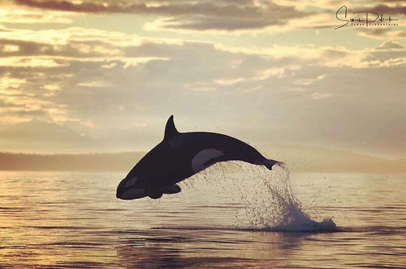 Vancouver Island: Cowichan Bay Sunset Whale Watching Tour - On the Water: What You’re Actually Looking For