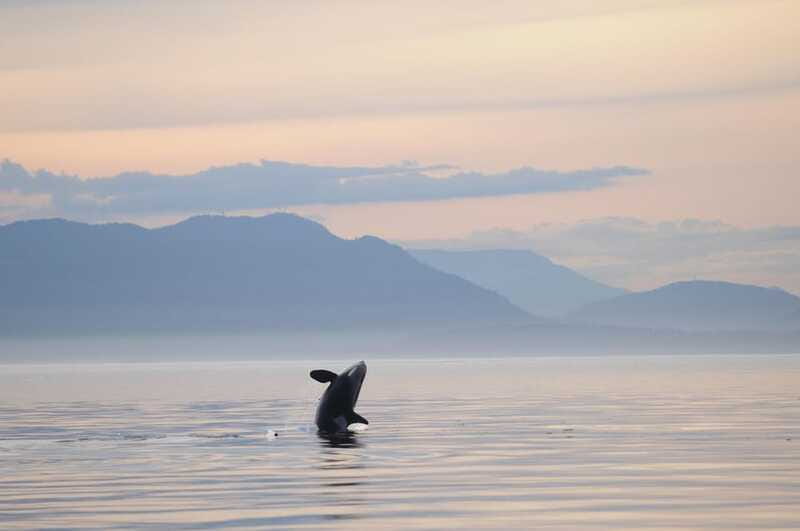 Vancouver Island: Cowichan Bay Sunset Whale Watching Tour - Evening Light and Photo Timing: Why This Works for Cameras