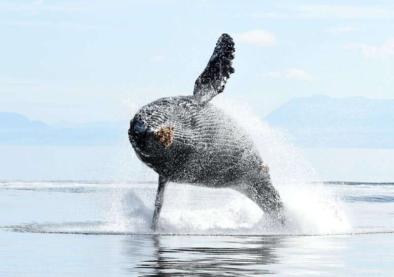 Vancouver Island: Cowichan Bay Sunset Whale Watching Tour - Price and Value: Is $155 Worth It?