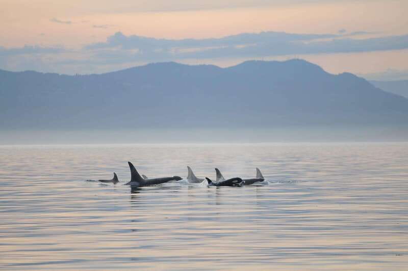 Vancouver Island: Cowichan Bay Sunset Whale Watching Tour - Meeting at 1721 Cowichan Bay Rd: Getting Off to a Good Start
