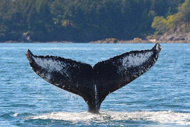 Vancouver Island Half-Day Whale Watching Tour - Telegraph Cove - Key things that make this Telegraph Cove whale tour worth your time
