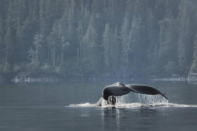 Vancouver Island Half-Day Whale Watching Tour - Telegraph Cove - Telegraph Cove and Johnstone Strait: why whales show up here