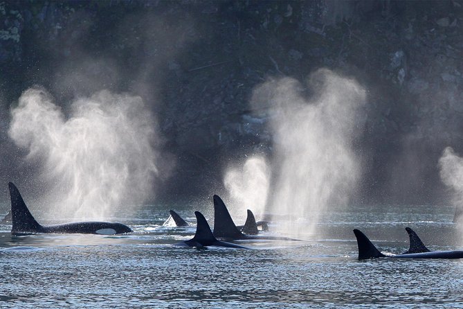 Vancouver Island Half-Day Whale Watching Tour - Telegraph Cove - Price and value check for $153.77 per person