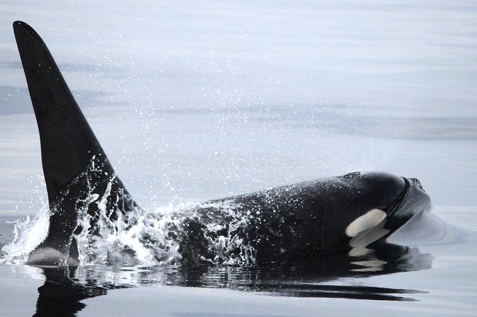 Vancouver Island Zodiac Whale Watching Adventure - Telegraph Cove - Stop 1: Telegraph Cove Marina & RV Park Meeting Point