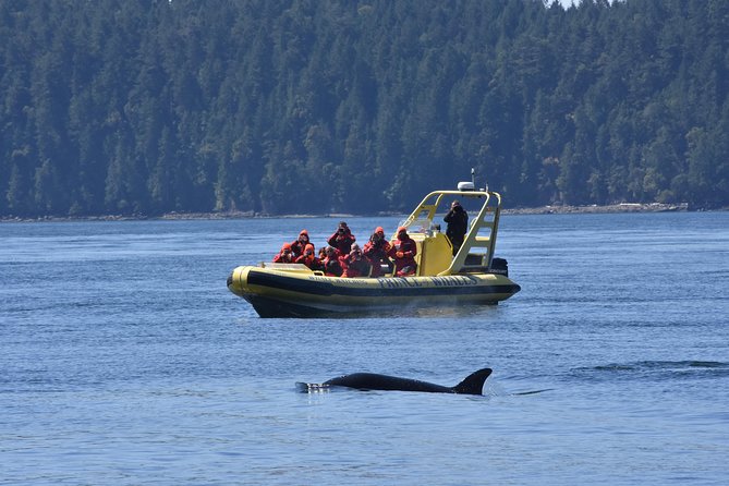 Vancouver Island Zodiac Whale Watching Adventure - Telegraph Cove - Included vs. Not Included: What You’re Paying For