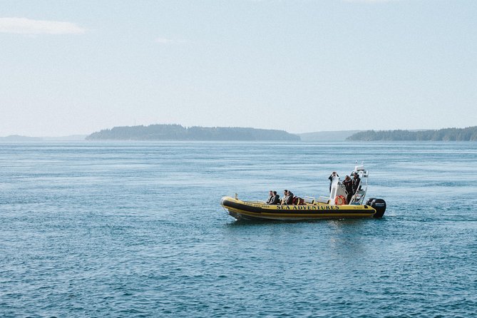 Vancouver Island Zodiac Whale Watching Adventure - Telegraph Cove - Johnstone Strait Wildlife Hunt: What You Can Expect to Spot