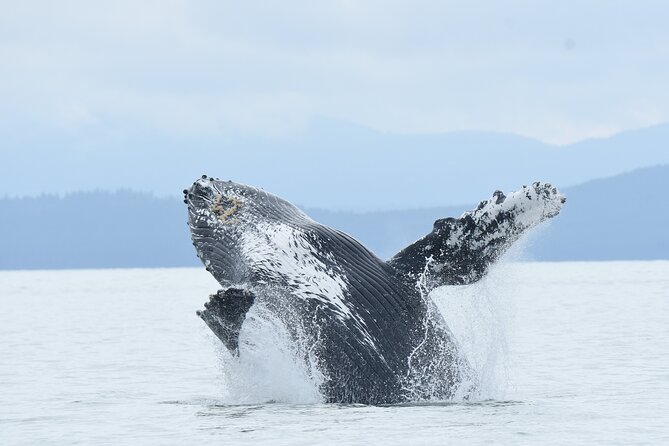 Vancouver's Intimate West Coast Whale Watching Experience - Granville Island: The easiest way to start a whale hunt