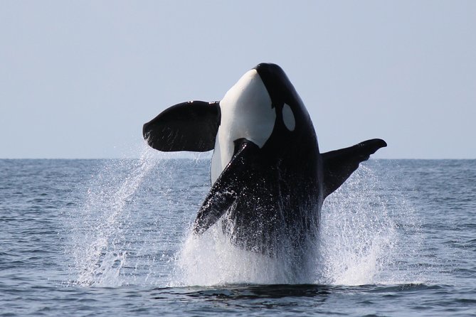 Vancouver's Intimate West Coast Whale Watching Experience - The 5-hour rhythm: Granville Island, Stanley Park, English Bay, and the return loop