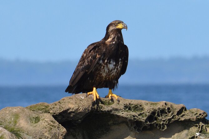 Vancouver's Intimate West Coast Whale Watching Experience - Orcas, humpbacks, seals, and the kind of sightings you can plan for