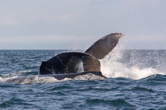 Vancouver's Intimate West Coast Whale Watching Experience - Packing list: sunscreen is provided, but you still need layers