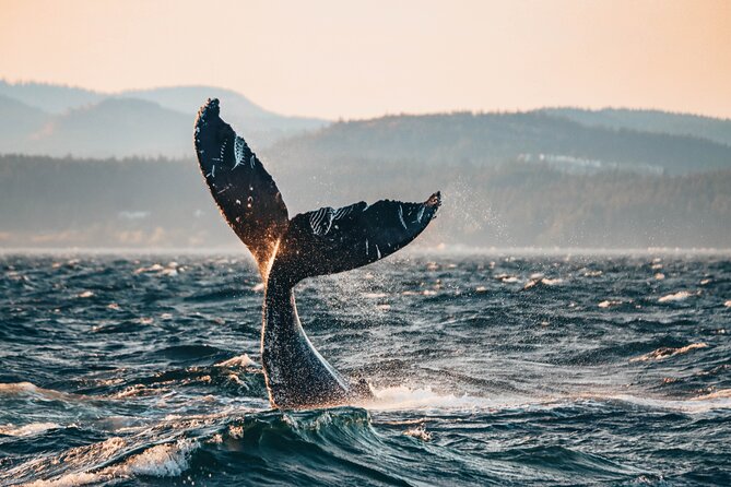 Vancouver Sunset Whale Watching Adventure with Free Photos - Key things to know before you go