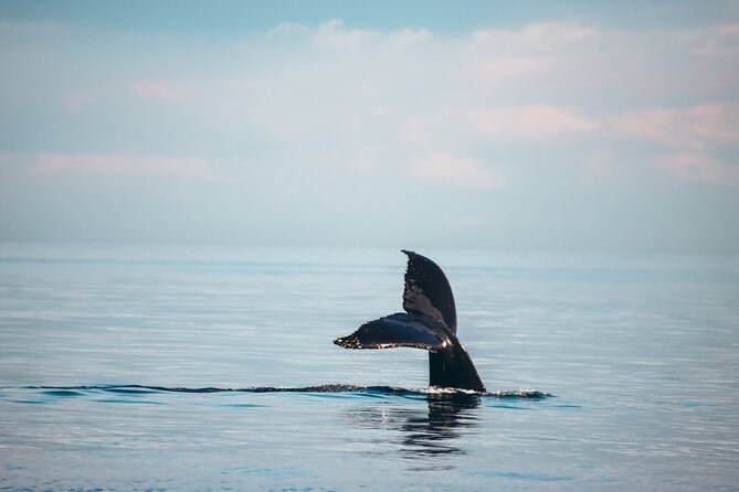 Vancouver Sunset Whale Watching Adventure with Free Photos - Vancouver whale watching from Granville Island: what the catamaran experience feels like