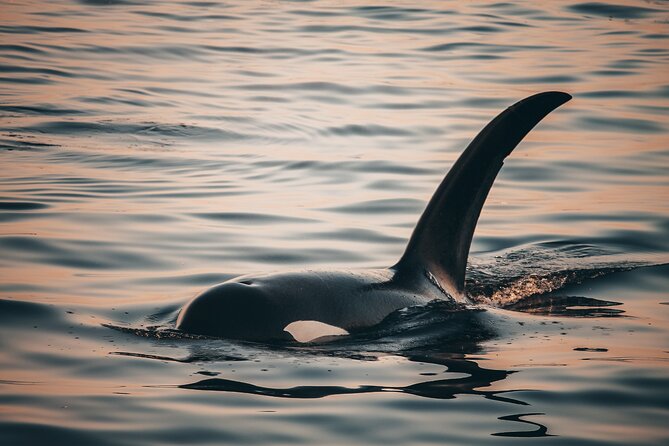 Vancouver Sunset Whale Watching Adventure with Free Photos - Price and value: $193.19 and what you really get for it