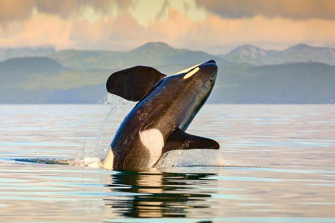 Vancouver-Victoria Day Trip by Seaplane + Whale Watching by Boat - The 35-minute seaplane flight over Georgia Strait: what you’ll actually see
