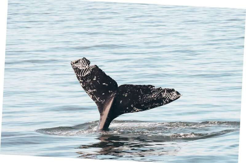 Vancouver Whale Watching Safari - Why a Vancouver Killer Whale Safari Beats a Long Drift