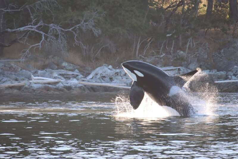 Vancouver Whale Watching Safari - Who This Tour Is Best For (and Who Should Skip It)
