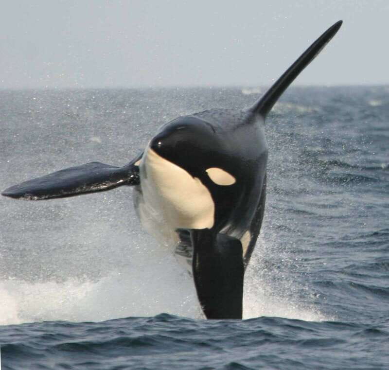 Vancouver Whale Watching Safari - Hotel Pickup and Timing: How the Day Starts