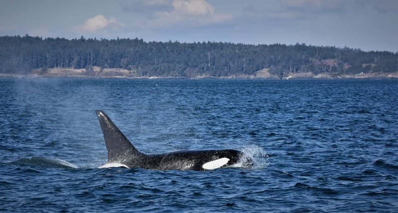 Vancouver Whale Watching Safari - The Whale-Spotting Checklist That Actually Helps