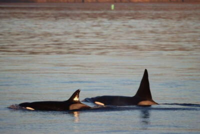Vancouver Whale Watching Safari - On the Covered Boat: Comfort, Toilets, and English Naturalist Talk