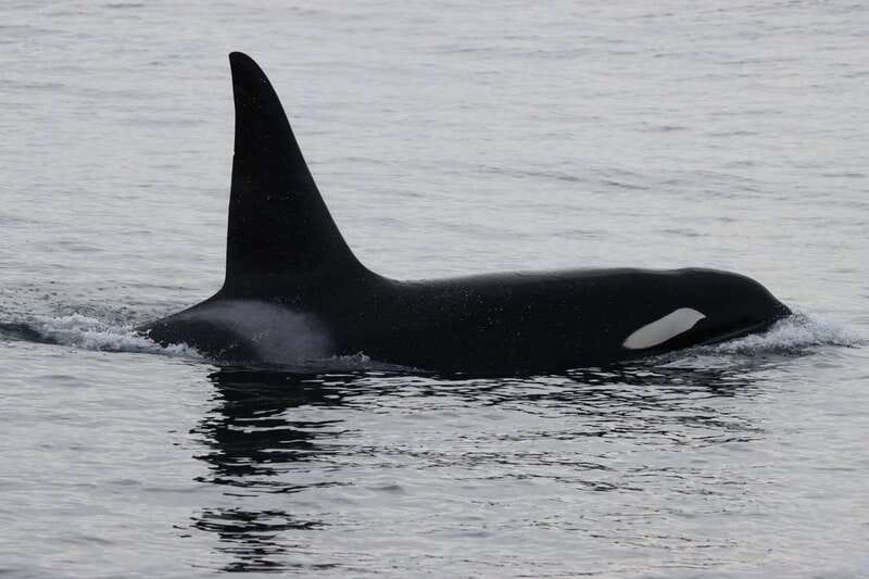 Vancouver Whale Watching Safari - Canadian Pacific Coast Island Time: What You’ll See Between Vancouver and the Mainland