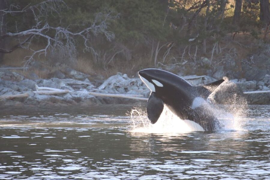 Vancouver Whale Watching Safari - How to Get the Best View from a Speedboat Safari