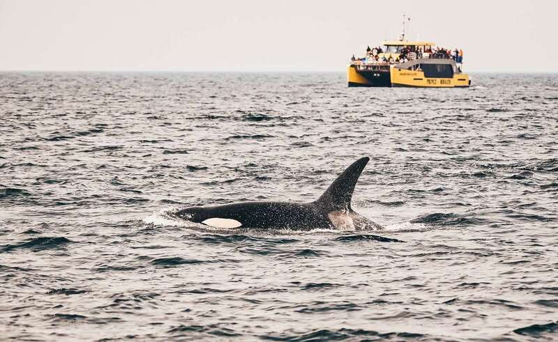 Vancouver Whale Watching Safari - Granville Island Finish: Why the Land Stop Is a Smart Move