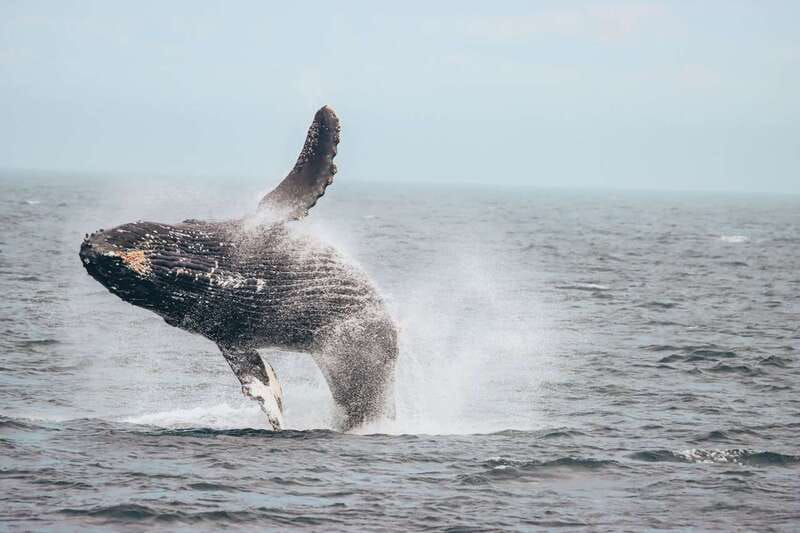 Vancouver Whale Watching Safari - Price and Value: Is $316 Worth It for Five Hours?