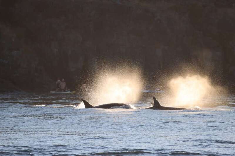 Vancouver Whale Watching Safari - Weather, Changes, and the Reality of Wildlife Time