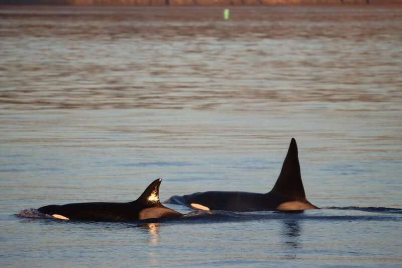 Vancouver Whale Watching Safari - On the Covered Boat: Comfort, Toilets, and English Naturalist Talk