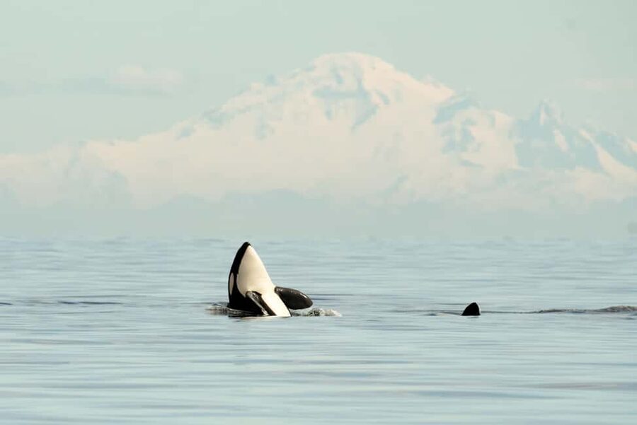 Vancouver: Zodiac Whale Watching Tour from Granville Island - Why a Zodiac on the Salish Sea feels different than a big boat